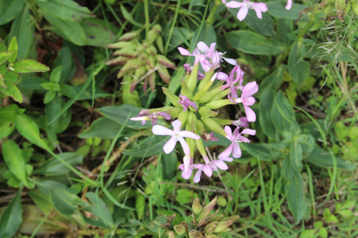 Verbena aristigera S.Moore